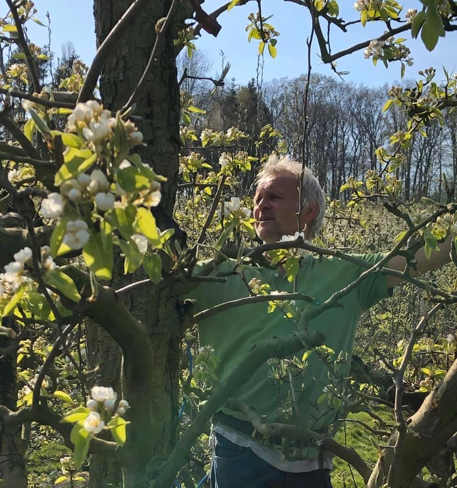 man bij een bloeiende appelboom