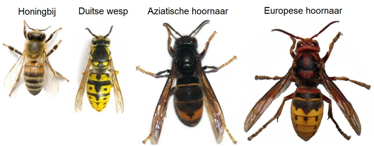 wespen die voorkomen in de buurt